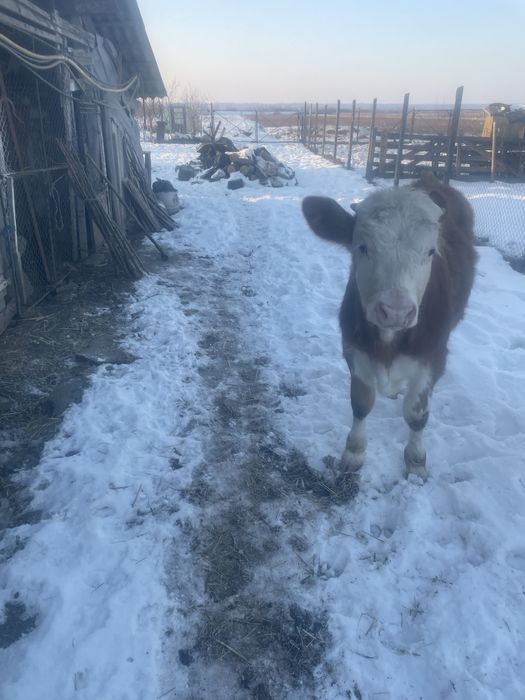 Vitei doi  tăuraș de vanzare