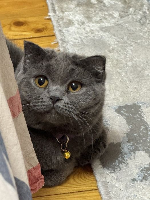 шотландский веслоухий и прямоухий, mushu scottish straight and fold