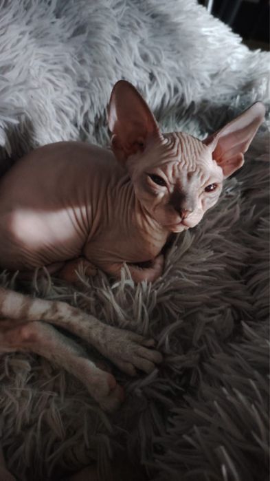 Продаю котят породы сфинкс