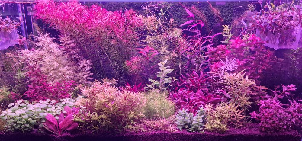 Lot plante de acvariu roșii