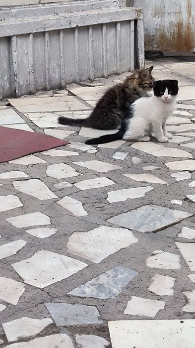 Отдам котят две на выбор
