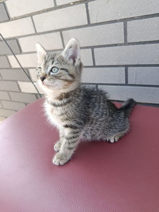 Котенок девочка в хорошие добрые руки