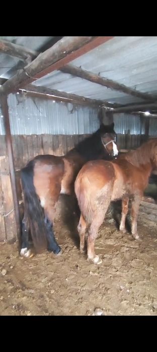 Баитал 5жасар, 3жасар