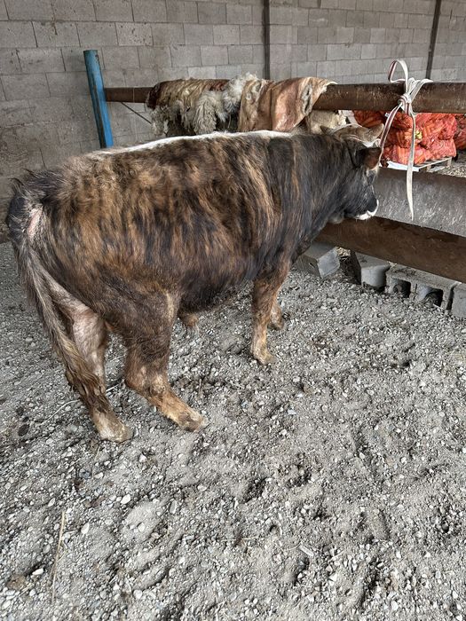 Продам быка упитаный