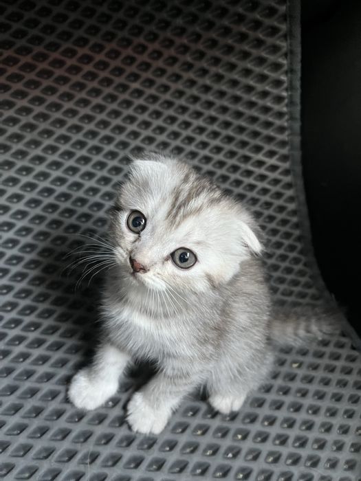 Котёнок, девочка, 2 месяца