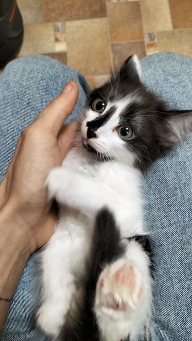 Ищем дом для милых котят