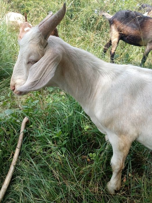 Tapisor metis anglonubian, mama Elveția..