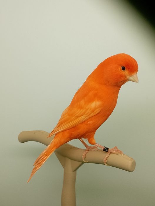 Canari și colivii