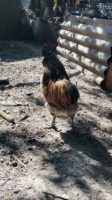 Продам петуха с черной кожей