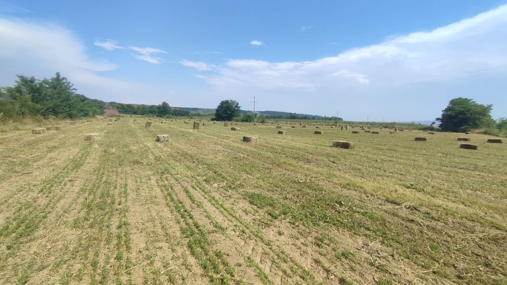 Baloți lucernă 2025