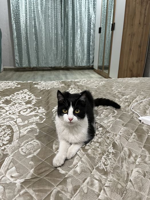 Отдам кошечку в добрые руки