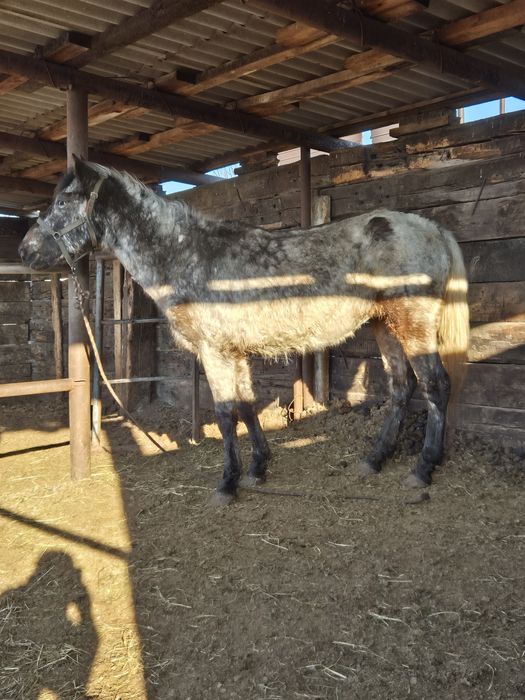 Продам баитал 4год!