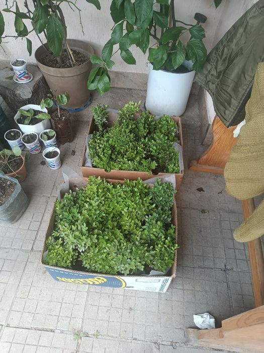 Продавам чемшир.