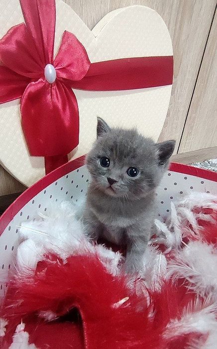 Toza qonli uy mushulchalari