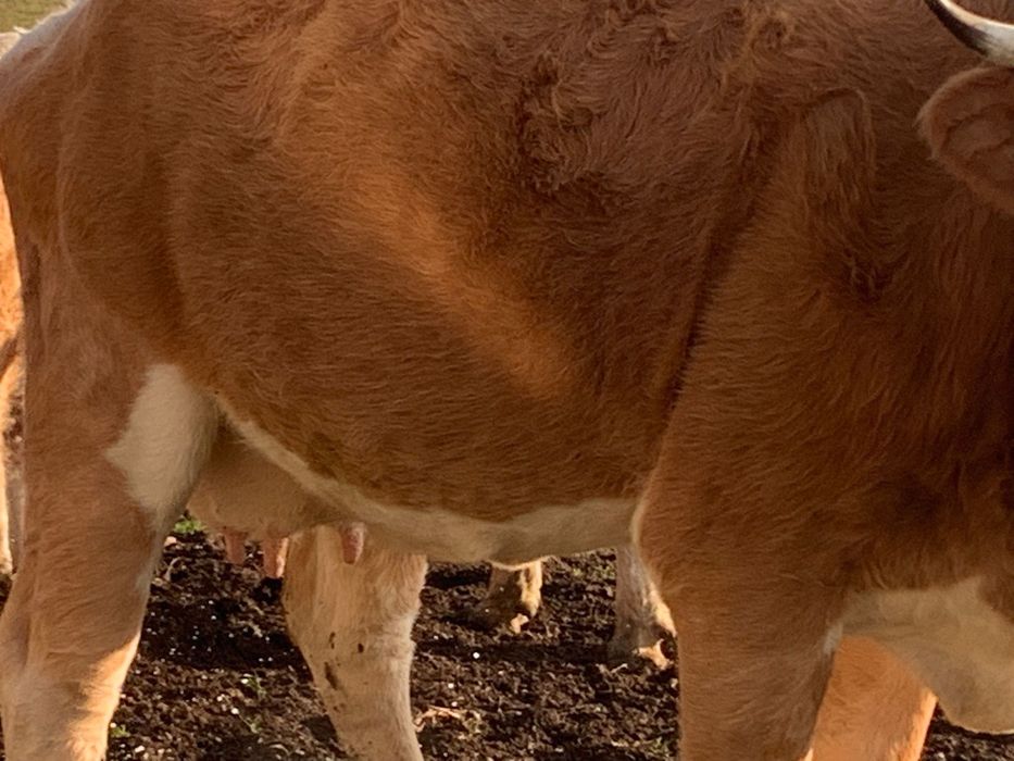 Vând vacă gestantă