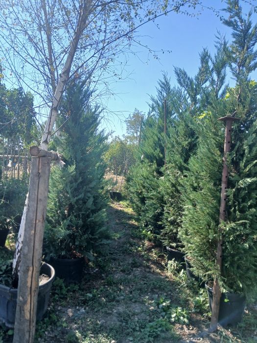Leylandii 3m plus 230 pret engros