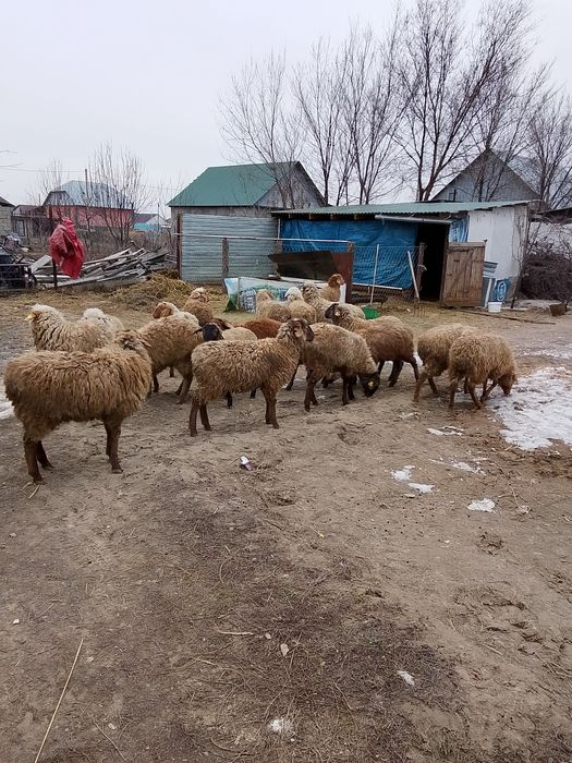 Семиз Токтылар сатылады