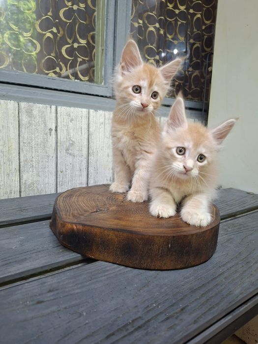 Котята породы Мейн-кун