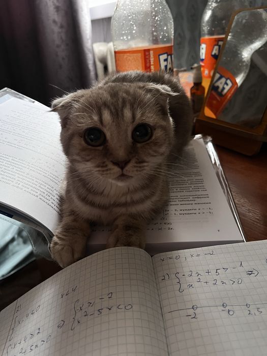 шотландский вислоухий