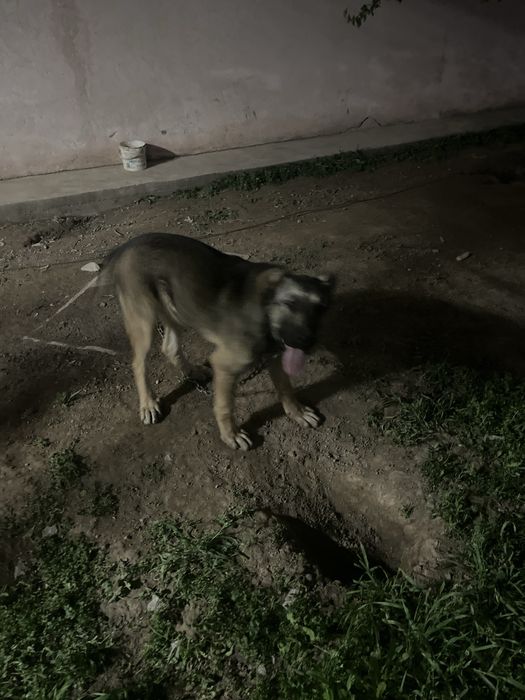 отдам в даром щенка кангала