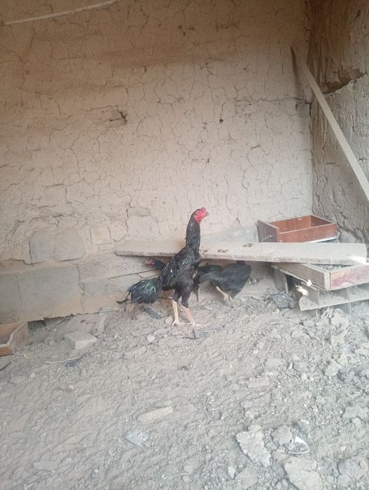 Кораз сатылады.шоже