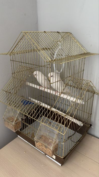 Продам попугаев