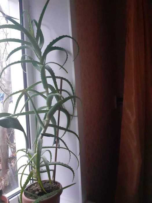 Продам четырёхлетний Алоэ