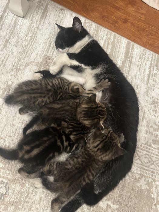 Котята ищут дом