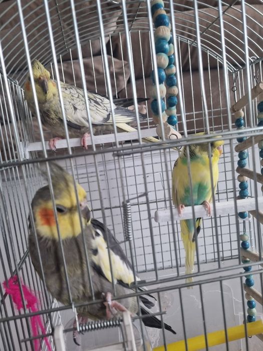Продам трех попугаев ,парочка короли волнистик