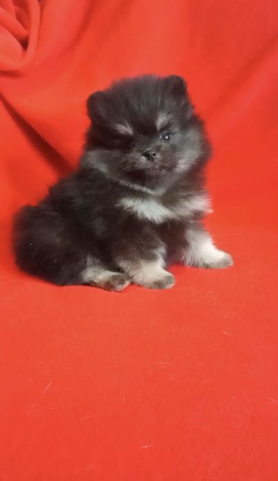 Померанский шпиц, 1,5 мес, Помиранский