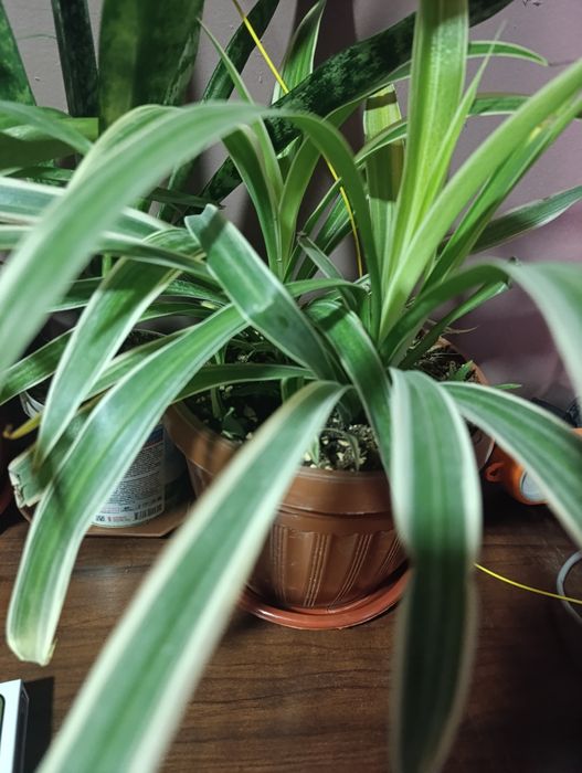 Хонаки гуллар комнатный цветы