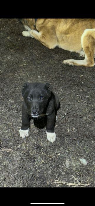 Щенки алабай САО на продаже девочки