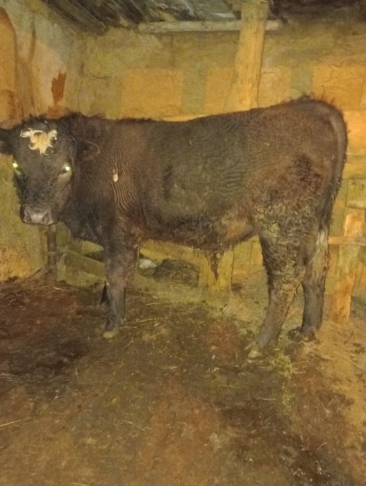 Баспақ, Подсостар бар 2 бас