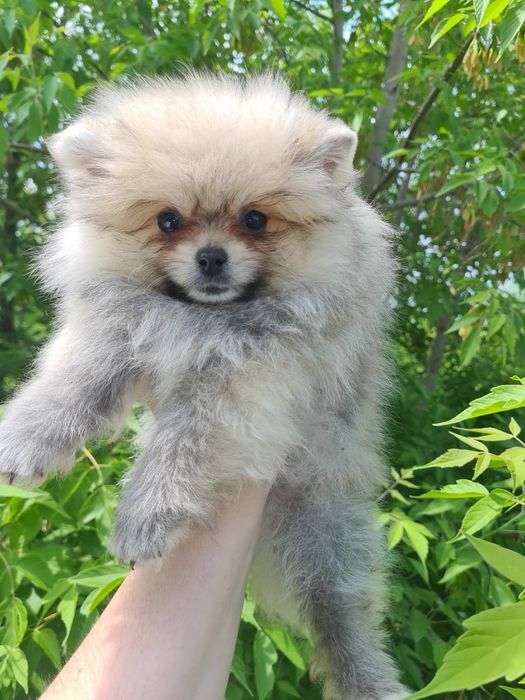 Продам щенков шпица