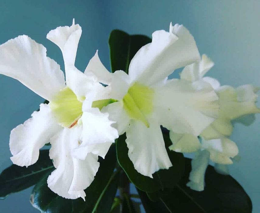 Продам срезы Адениума