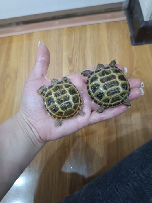 Черепашки тошбака