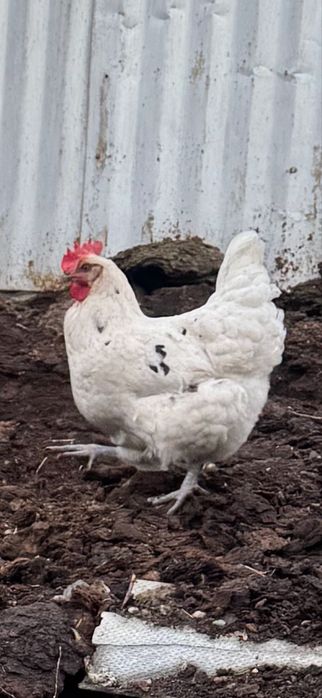 Яйцо Джерсийский гигант