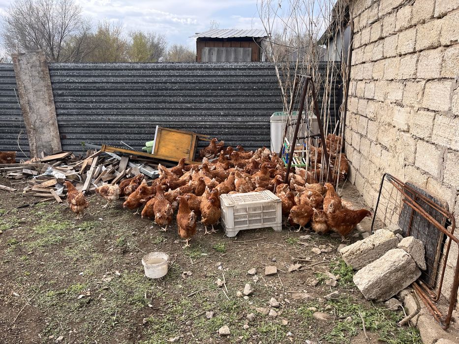 Продам курей ломан браун