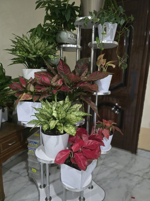 Продам комнатные цветы