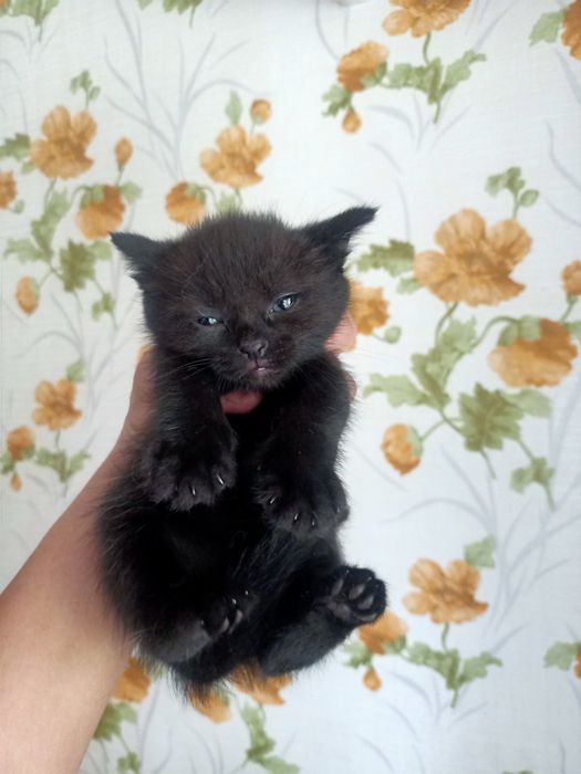 Отдам красивых котят