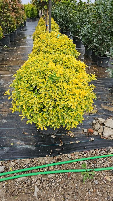 Tuia globular veșnic verde - buxus