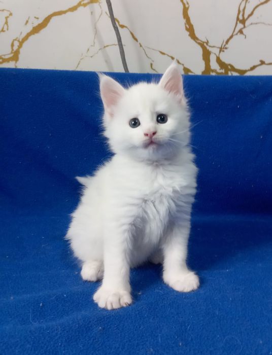 Мейн Кун котята питомник