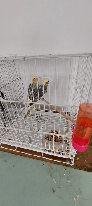 Неразлучники Карелла и Волнистые