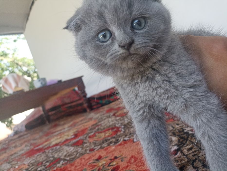 Британские котята