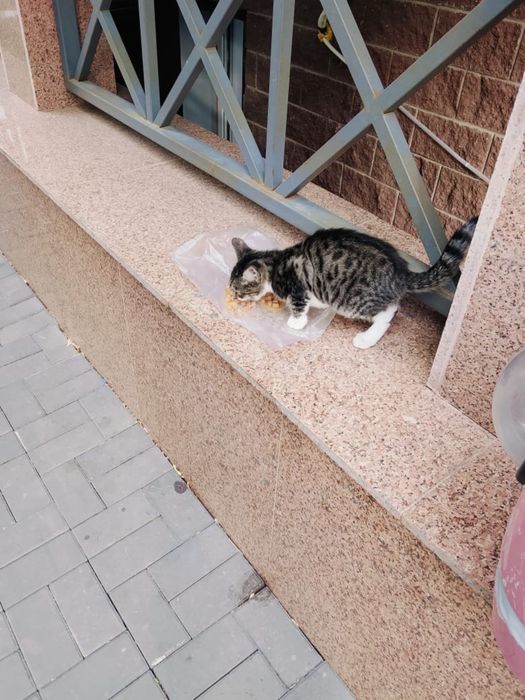 Котенок мальчик ищет дом