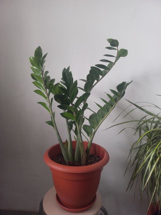 Комнатные цветы.