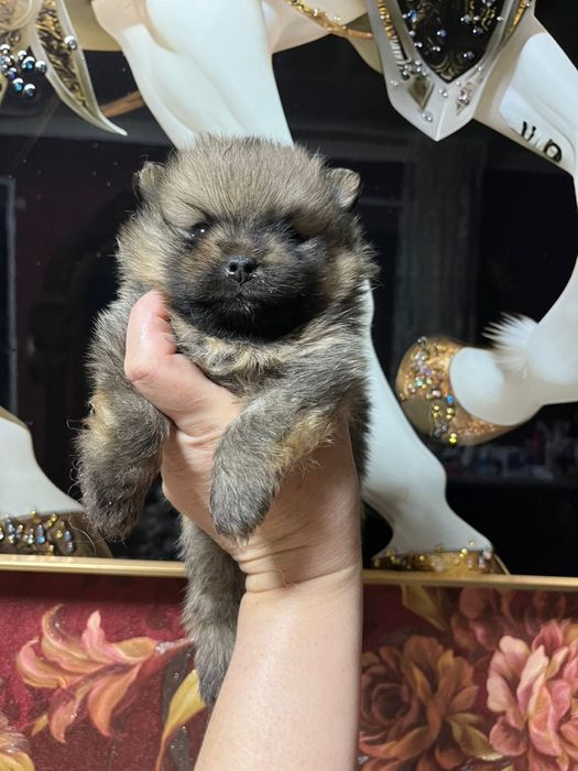 Шпиц мальчик готов к переезду