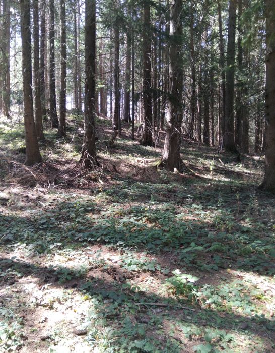 Продава се Парцел в с. Паничище, Област Кюстендил - 2500 кв.м за 80 €/кв.м - Снимка #3