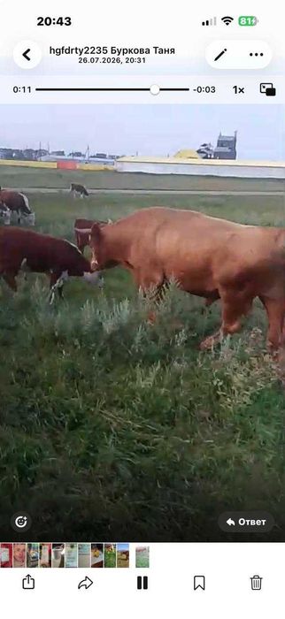 Продам спокойного рабочего быка
