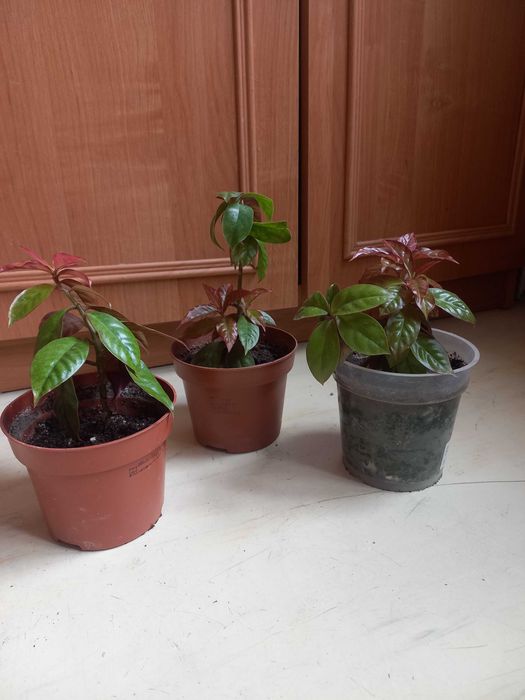 Продам комнатные цветы